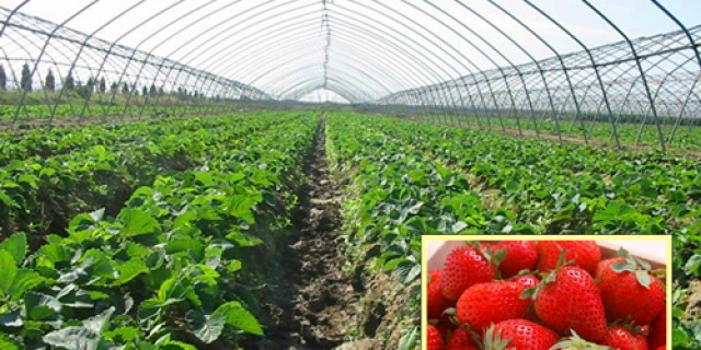 Strawberry Greenhouse Film 2025：Types, Light Transmission & How to Pick for Sweeter Fruits