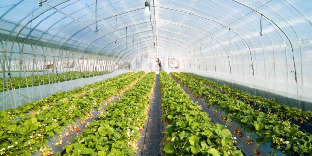 Greenhouse Light Conversion Film: Boost Crop Yield & Regulate Growth