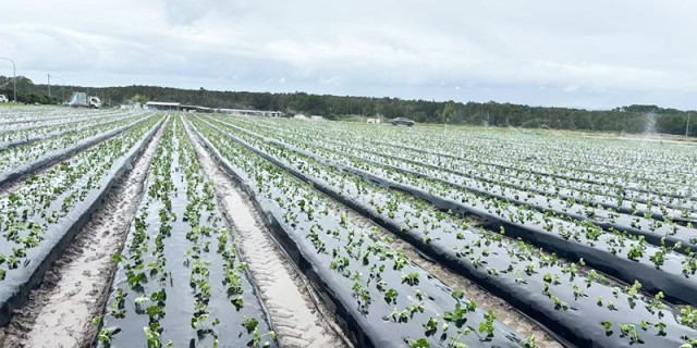 Ultra - Tensile Black Film (Australia)