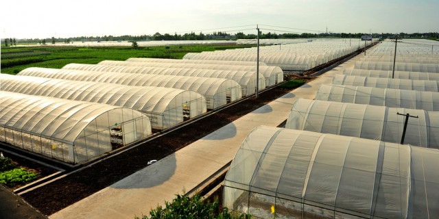 Пленка для теплиц: виды, долговечность и как выбрать подходящую