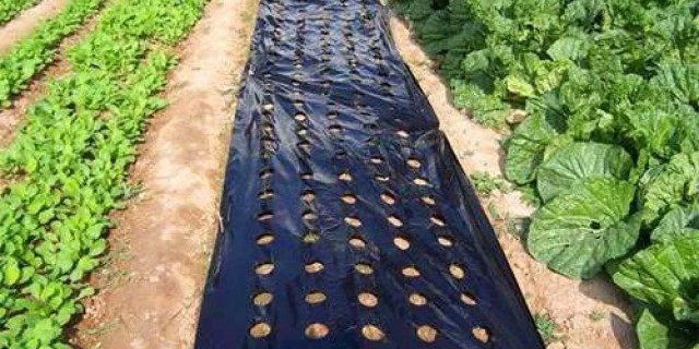 Пленки для мульчирования: Зеленый страж сельского хозяйства (Стандартная версия)