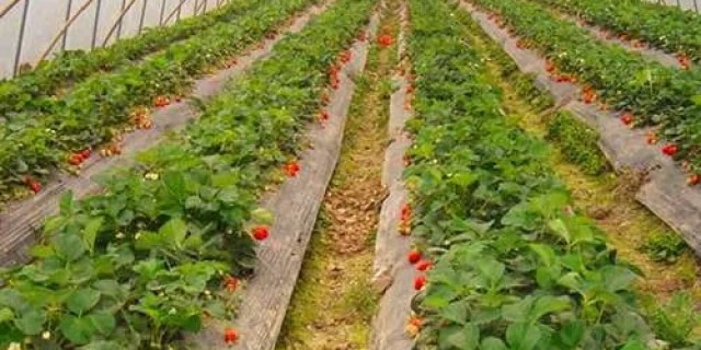 Пленка для теплиц под клубнику: Практическое руководство по выбору, установке и уходу