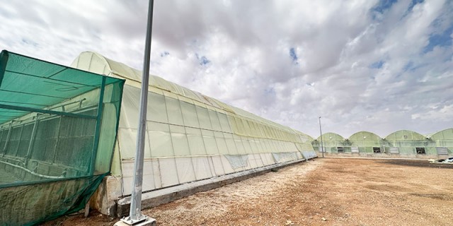 Yellowish pe film (Saudi Arabia)