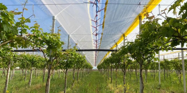 Grape Greenhouse Films: LUGRAPES Professional Solution for High-Quality Table Grape Cultivation