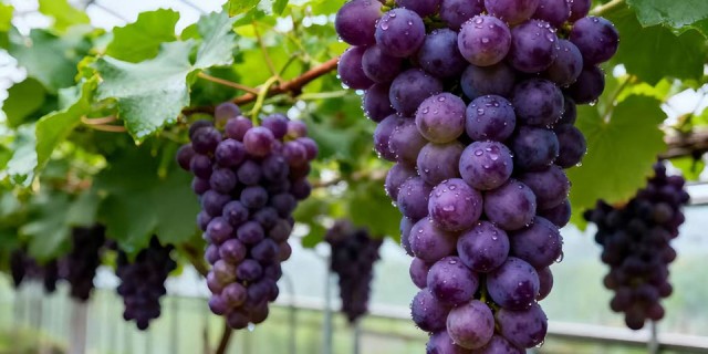 Плёнки для виноградных теплиц: LUGRAPES — профессиональное решение для высококачественного выращивания столового винограда