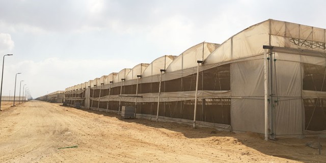 Diffusion pe film (Egypt)